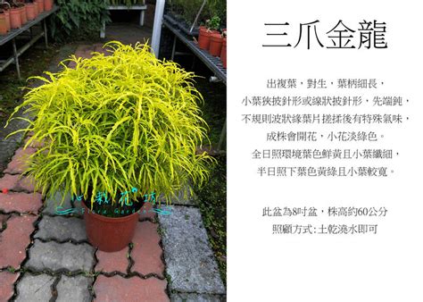 三爪金龍風水|金黃色的植物！「三爪金龍」好耀眼 大里這裡看得到